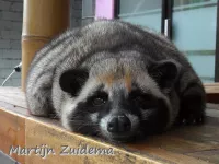 Civetkatachtigen [Viverridae]